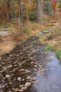 Sugar Hollow Creek өзенінің төменгі ағысына қарап.JPG