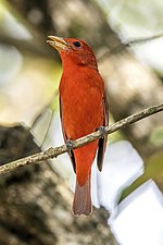 Thumbnail for File:Summer tanager (Piranga rubra) male Copan.jpg