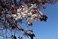 P128 駿府桜 Sunpuzakura 花の写真