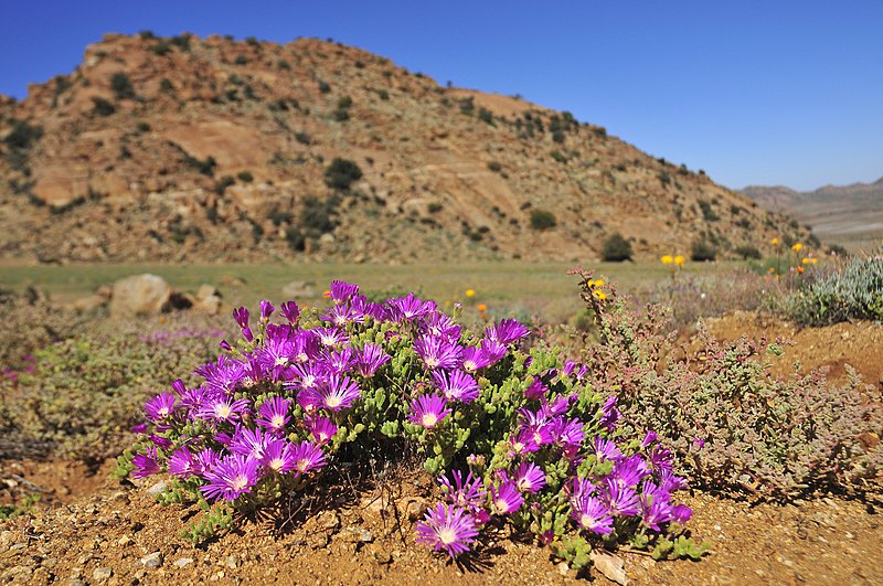 File:Suráfrica, Goegap 18.jpg