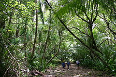 Что такое влажный экваториальный лес. Муссонные (листопадные) леса Индии. Джунгли Джангл. Растительность сельвы в Южной Америке. Дерево сельвы Южной Америки.