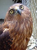 A Swamp Harrier at the Kula Eco Park near Sigatoka, Viti Levu, Fiji