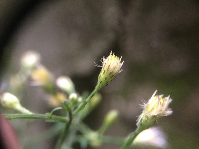 File:Symphyotrichum cordifolium 108433505.jpg