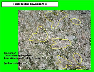 <i>Tentaculites oswegoensis</i> Extinct species of worm-like animal