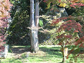 다카토리성의 흔적 (천수대와 삼나무 거목)