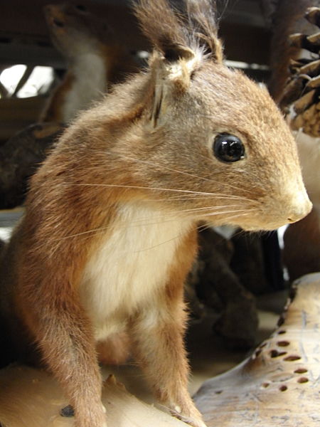 File:Taxidermie 92.JPG