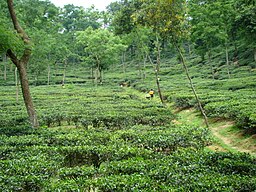 Tea Garden in Malini chora Sylhet Bangladesh (3).JPG