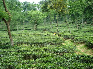 <span class="mw-page-title-main">Harong Hurong</span> Name of an ancient cave in Bangladesh