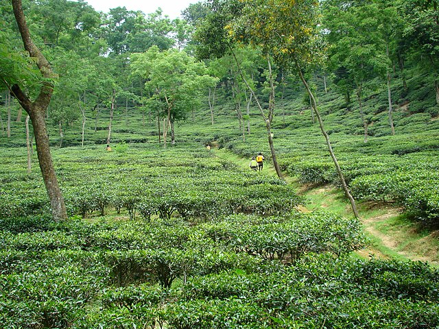 Mulnicherra, now the oldest tea garden in South Asia, is home to the Harong Hurong cave which Govinda and his family supposedly retreated to.