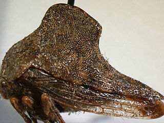 <i>Telamona agrandata</i> Species of treehopper