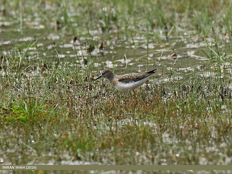 File:Temminck's Stint (Calidris temminckii) (29068042835).jpg