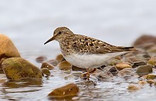 In breeding plumage