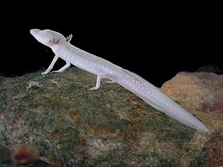 <span class="mw-page-title-main">Texas blind salamander</span> Species of amphibian