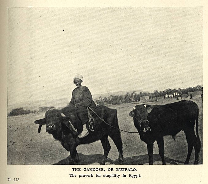 File:The Gamoose, or Buffalo. (1911) - TIMEA.jpg