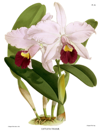 plate 45 Cattleya trianae