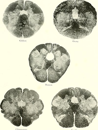 Evolution of the brain