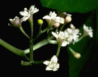 The fruits of Ceodes umbellifera.jpg