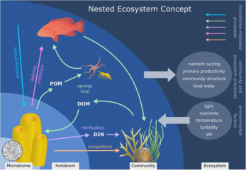 The sponge holobiont.webp