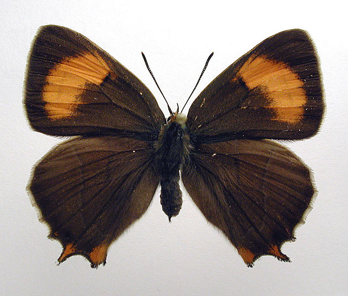 File:Thecla betulae1.jpg