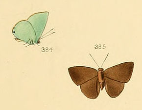 Descrizione immagine Thecla biblia - Illustrations of durnal Lepidoptera 59 (cropped) .jpg.