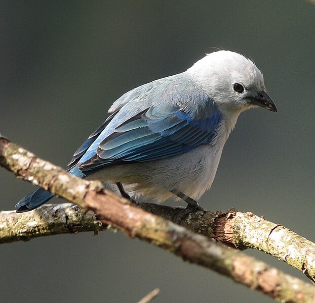 File:Thraupis episcopus Azulejo común Blue-grey Tanager (8358391254).jpg