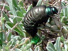 T. lugens larva Timarchalugenslarva.jpg