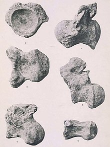 Holotypic caudal vertebrae Titanosaurus australis.jpg