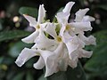 T. jasminoides