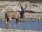   ♂ Tragelaphus strepsiceros