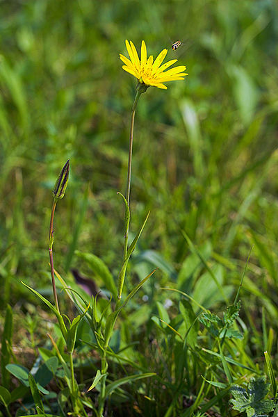 File:Tragopogon pratensis ssp. orientalis-Kaernten-2008-Thomas Huntke.jpg