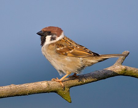 Passer montanus