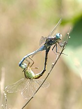 Tri-coloured Marsh Hawk Orthetrum luzonicum mating