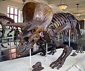 Skeletal mount of Triceratops "elatus", one of many species synonymized with Triceratops horridus in the 1980s Triceratops AMNH 01.jpg