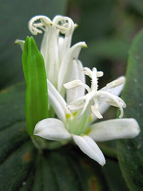 Tricyrtis hirta f. albescens1613791163.jpg