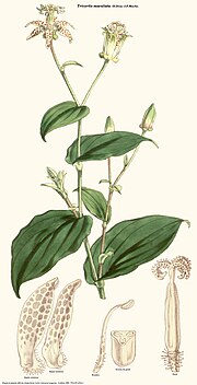 Thumbnail for Tricyrtis maculata