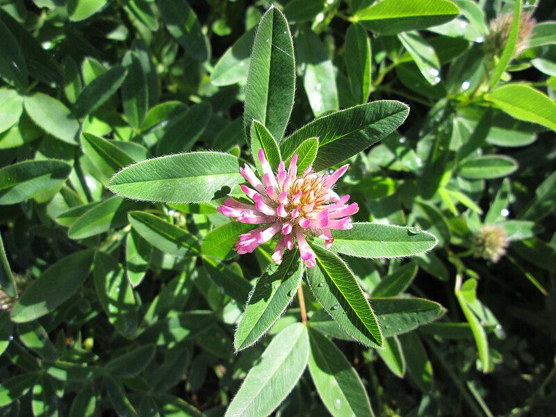 File:Trifolium alpestre flower (04).jpg