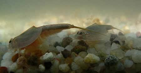 Triops australiensis.JPG