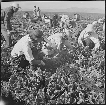 Harvesting spinach, Tule Lake Relocation Center, September 8, 1942