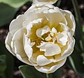 * Nomination Tulipa 'Casablanca', Munich Botanical Garden, Germany --Poco a poco 07:44, 27 May 2013 (UTC) * Promotion Good quality--Lmbuga 14:23, 27 May 2013 (UTC)