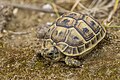 * Nomination Tunisian tortoise (Testudo graeca nabeulensis) juvenile --Charlesjsharp 16:47, 8 April 2024 (UTC) * Promotion  Support Good quality. --Poco a poco 17:55, 8 April 2024 (UTC)