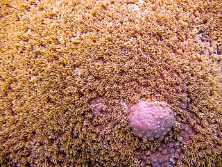 <i>Turbinaria irregularis</i> Species of coral