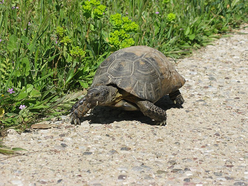 File:Turtle in Greece (4454225843).jpg