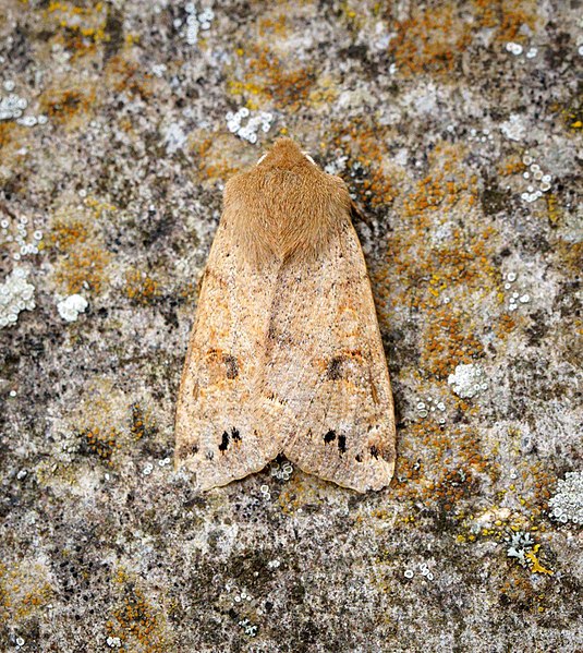 File:Twin-spotted Quaker (26365643237).jpg