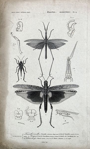 File:Two insects of the order orthoptera surrounded by parts of t Wellcome V0021287ER.jpg