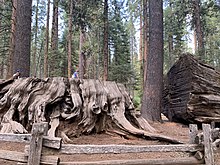 The Discovery Tree stump in Calaveras Big Trees State Park. US CA SP Calaveras Big Trees Discovery Tree 2.jpg