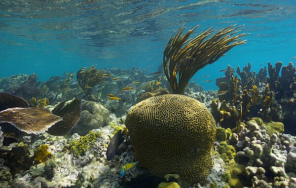 Coral reef on Culebra