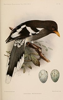 White-winged magpie