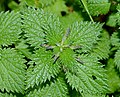 * Nomination Leaves and flower of Urtica membranacea -- Alvesgaspar 21:46, 21 December 2021 (UTC) * Promotion  Support Good quality. --Steindy 22:19, 21 December 2021 (UTC)