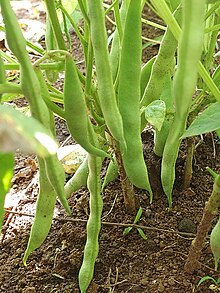 Clasificación y propiedades de la Judía Verde (Phaseolus vulgaris)