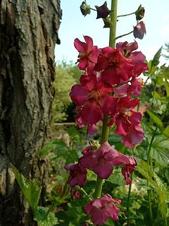 <i>Verbascum phoeniceum</i> Species of flowering plant